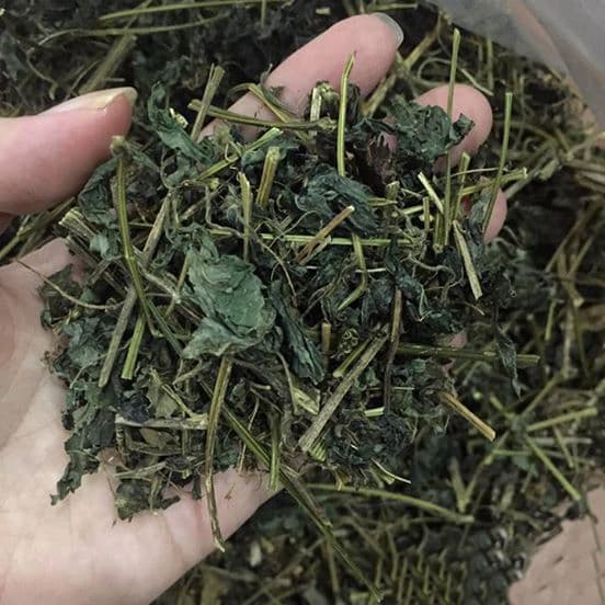 giảo cổ lam, công dụng của giảo cổ lam, kiến thức