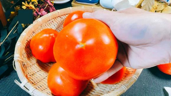 mua cà chua, cà chua, chọn mua cà chua, cà chua đầu nhọn, cà chua đầu tròn