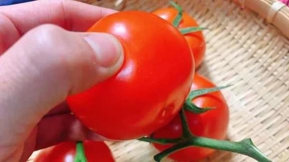 mua cà chua, cà chua, chọn mua cà chua, cà chua đầu nhọn, cà chua đầu tròn