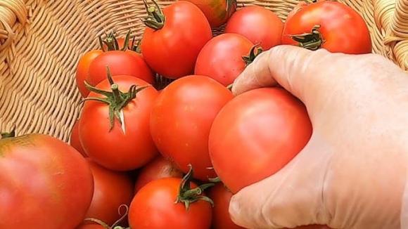mua cà chua, cà chua, chọn mua cà chua, cà chua đầu nhọn, cà chua đầu tròn