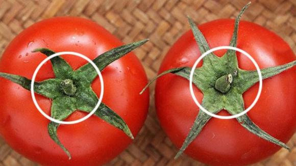 mua cà chua, cà chua, chọn mua cà chua, cà chua đầu nhọn, cà chua đầu tròn