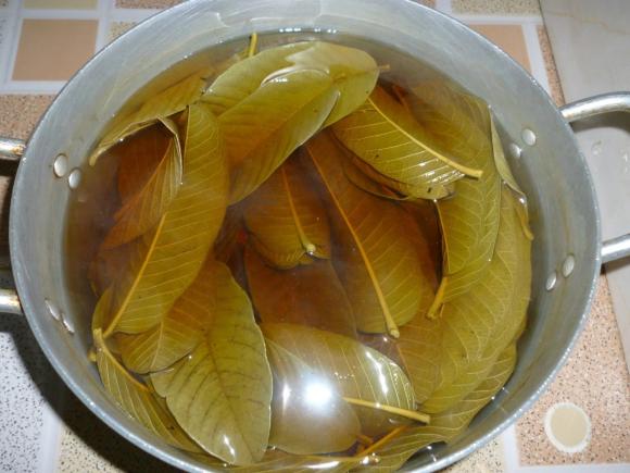 tiểu đường, lá ổi khô, kiến thức