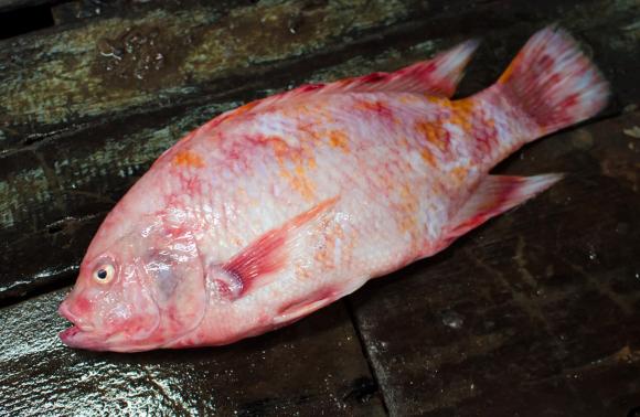 loại cá bổ dưỡng nhất, cá không nên ăn, lợi ích của ăn cá