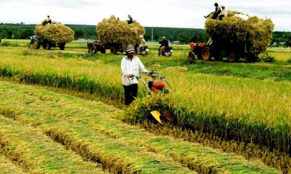  miễn thuế sử dụng đất nông nghiệp