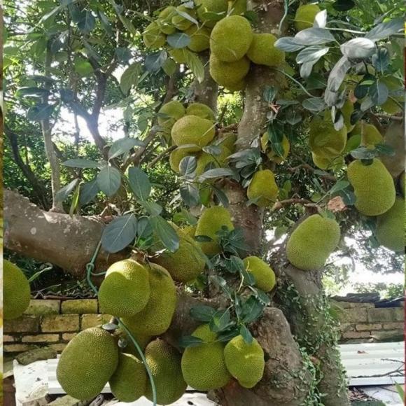 trồng mít trước nhà, tại sao không nên trồng mít trước nhà
