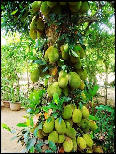 trồng mít trước nhà, tại sao không nên trồng mít trước nhà