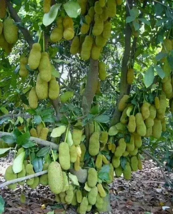 trồng mít trước nhà, tại sao không nên trồng mít trước nhà