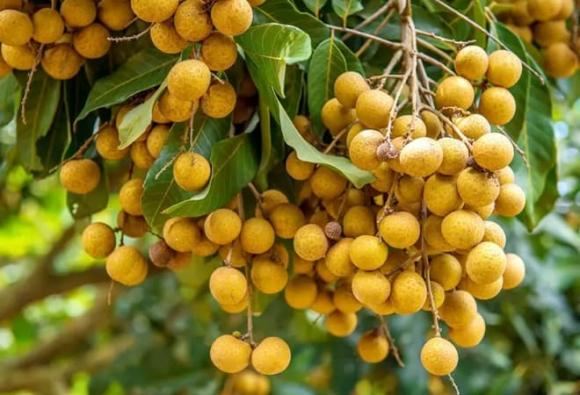 phong thủy, cây ăn quả hút tài lộc