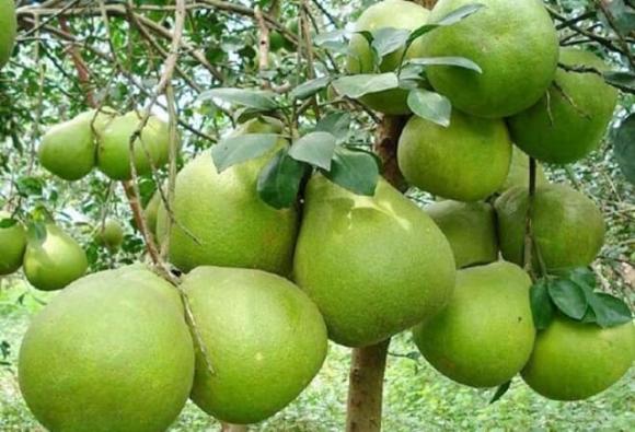phong thủy, cây ăn quả hút tài lộc