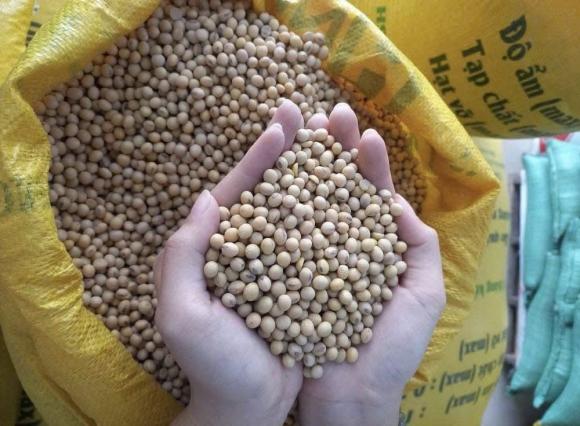 đậu nành, công dụng của đậu nành, sức khỏe