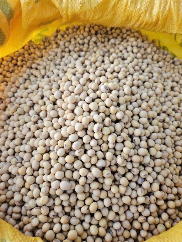 đậu nành, công dụng của đậu nành, sức khỏe