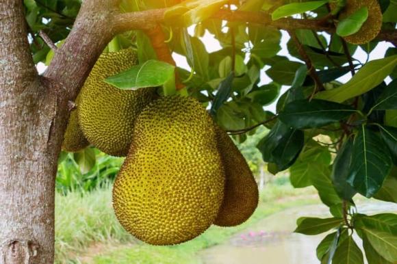 trồng mít, thắp hương mít, kiến thức
