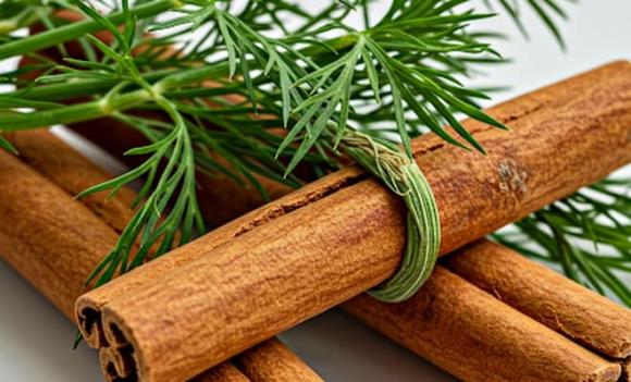 quế, xuất khẩu quế, trồng quế, thị trường quế 