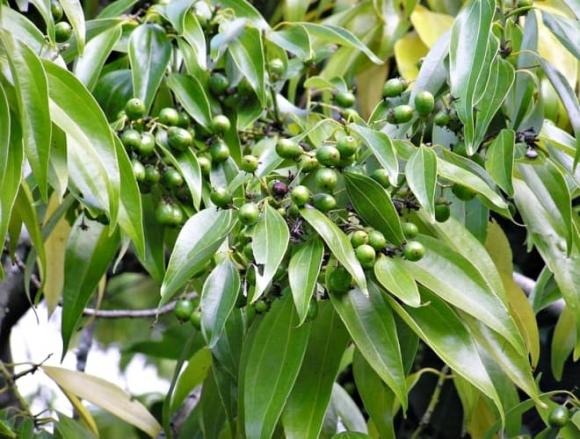 quế, xuất khẩu quế, trồng quế, thị trường quế 