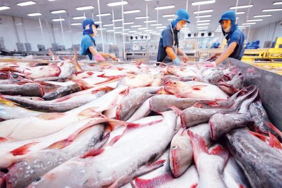 cá tra, xuất khẩu cá tra, kiến thức