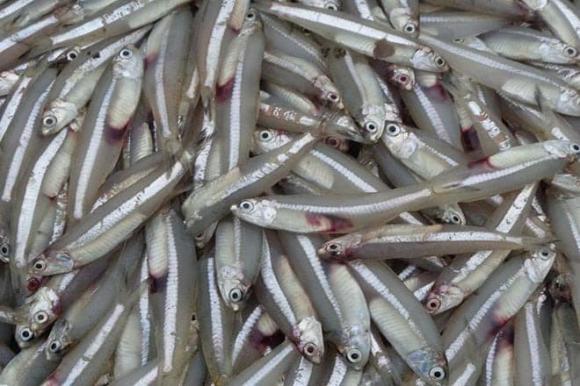 Công dụng của cá, cá trích, cá cơm