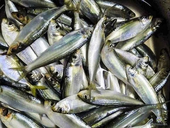 Công dụng của cá, cá trích, cá cơm