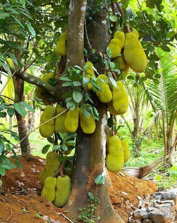 Cây phong thuỷ, cây mít, cây xoài