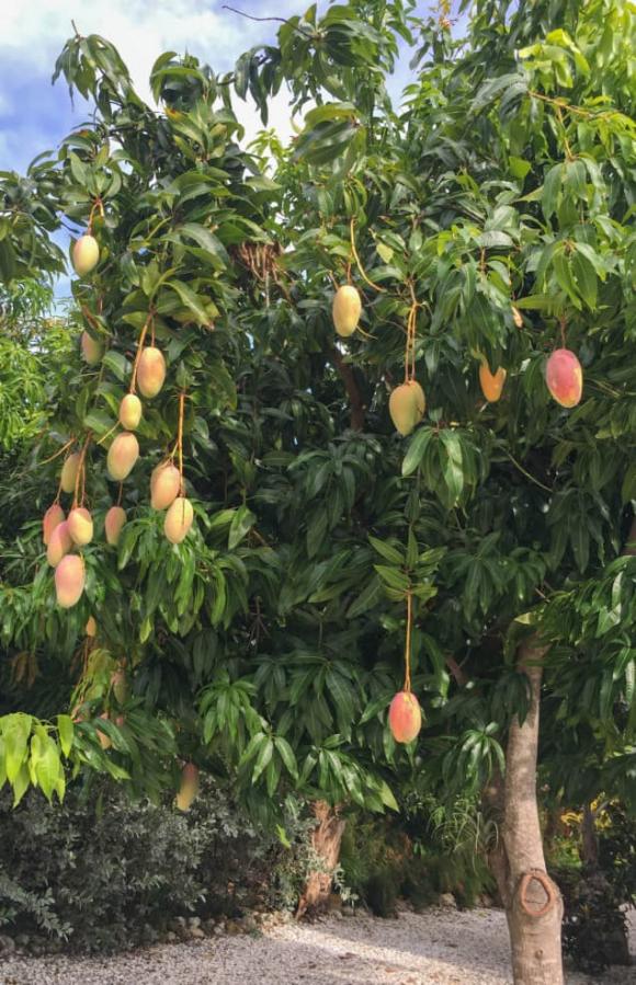 Cây phong thuỷ, cây mít, cây xoài