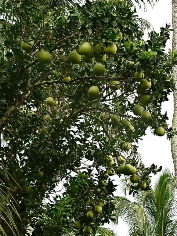 Cây phong thuỷ, cây mít, cây xoài