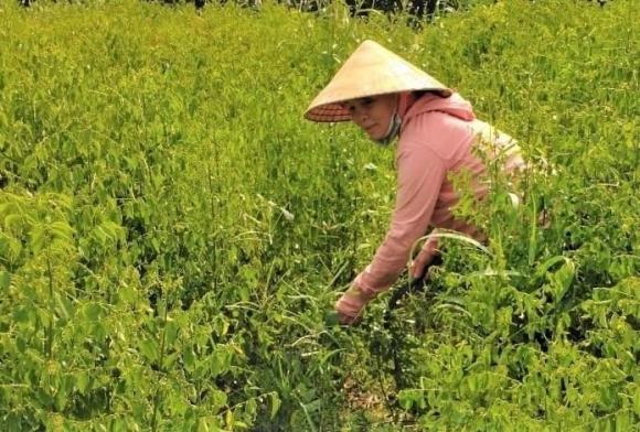 trồng rau, trồng rau ngót, nông dân làm giàu