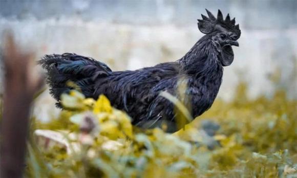 gà Ayam Cemani, gà đen, mô hình nuôi gà đen