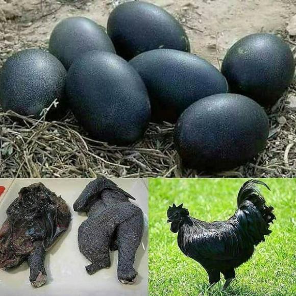 gà Ayam Cemani, gà đen, mô hình nuôi gà đen