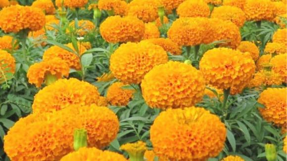 ngày rằm, thắp hương ngày rằm, hoa thắp hương