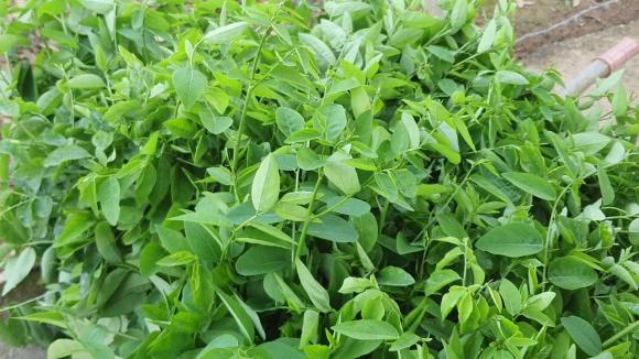 trồng rau, trồng rau ngót, nông dân làm giàu