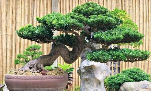 phong thuỷ, người nghèo, người giàu, cây trồng, tài lộc