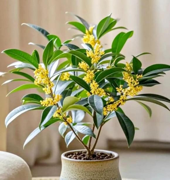 phong thuỷ, người nghèo, người giàu, cây trồng, tài lộc