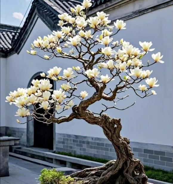 phong thuỷ, người nghèo, người giàu, cây trồng, tài lộc
