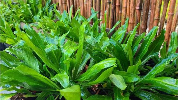 mùi tàu, tăng miễn dịch, sức khỏe