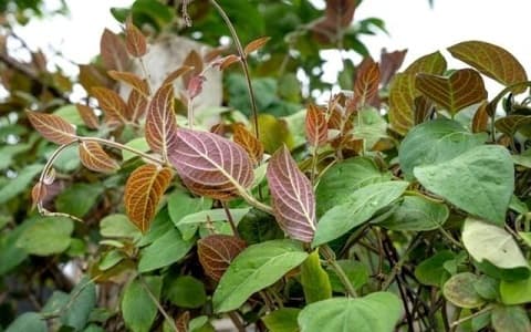 lá mơ, đặc sản, lá mơ lông