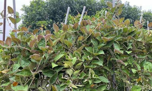 lá mơ, đặc sản, lá mơ lông