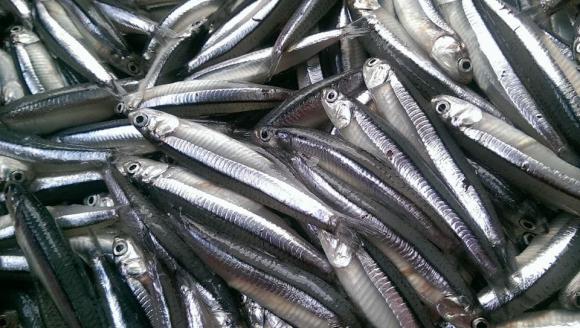 cá nên mua, cá giàu omega-3