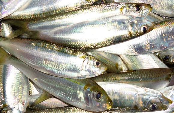 cá nên mua, cá giàu omega-3