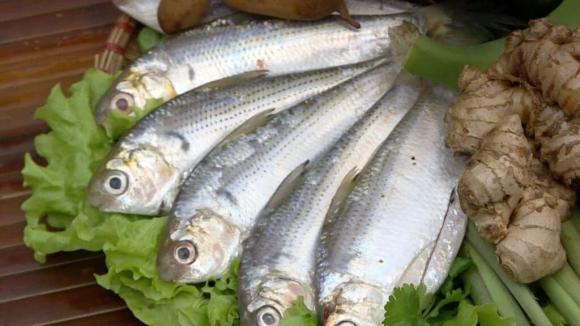 cá nên mua, cá giàu omega-3