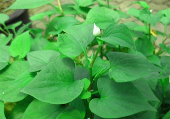 Rau diếp cá,  rau thần