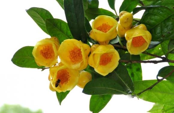 trà hoa vàng, Trung Quốc, vải thiều
