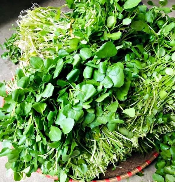 loại rau giàu dinh dưỡng nhất thế giới, cải xoong, loại rau giàu canxi gấp đôi sữa bò