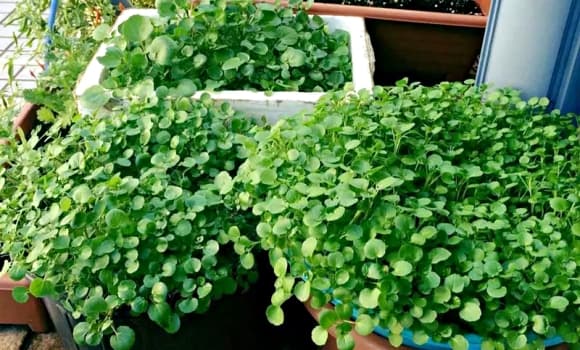 loại rau giàu dinh dưỡng nhất thế giới, cải xoong, loại rau giàu canxi gấp đôi sữa bò