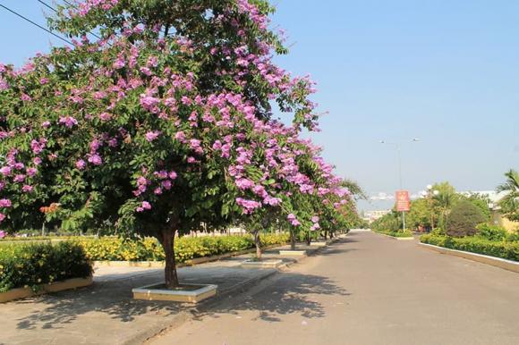 trồng cây, trồng cây trước nhà, kiến thức