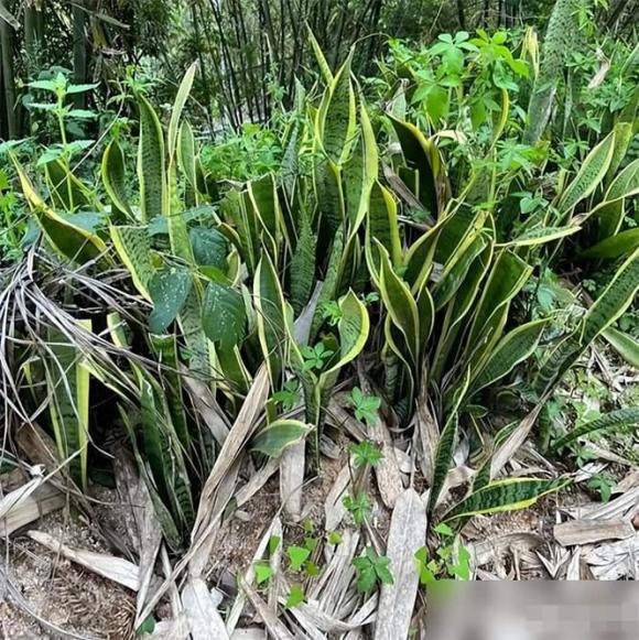 cây lưỡi hổ