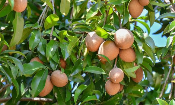 trồng cây, trồng cây trước nhà, kiến thức
