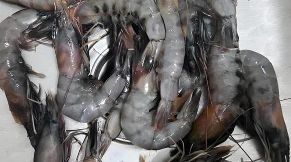 tôm, tôm chết