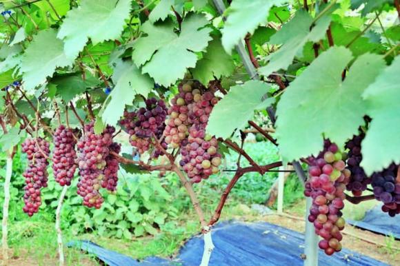 trồng cây, trồng cây trước nhà, kiến thức