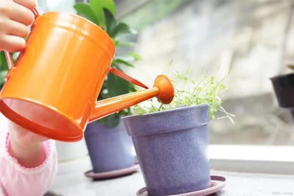 tưới cây, trồng cây cảnh