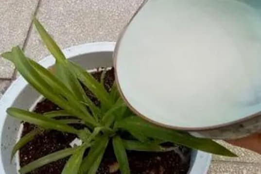 tưới cây, trồng cây cảnh
