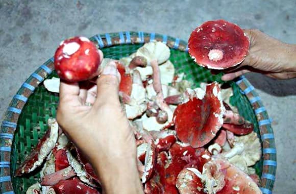 nấm chẹo, đặc sản quý hiếm, vàng đỏ